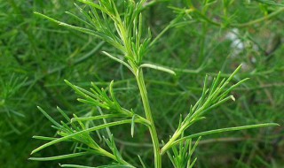 风滾草和猪毛菜的区别（风滚草好吃）