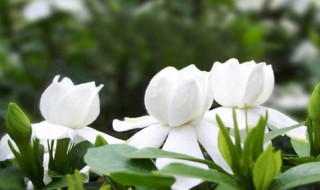 栀子花种子种植方法（栀子花种子种植方法和时间）