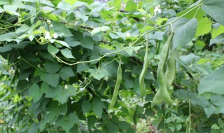 芸豆种植时间和方法（老来少芸豆种植时间和方法）