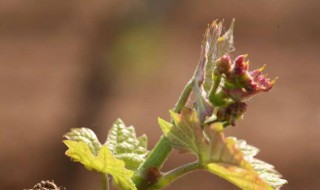 葡萄抹芽技术要点 葡萄抹芽技术要点