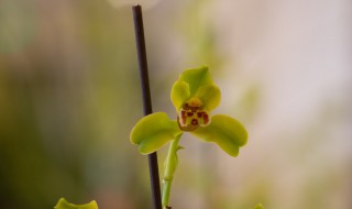 四季兰花怎么养才能长期开花 四季兰花怎么养才能长期开花呢视频