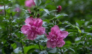 小木槿花期（小木槿花期什么时候）