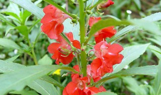 凤仙花雄蕊和雌蕊的特点 凤仙花雄蕊和雌蕊的特征