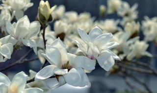 不同颜色玉兰花的花语（不同颜色玉兰花的花语有哪些）