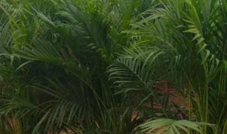 散尾葵与富贵椰子的区别（散尾葵和富贵椰子图片对照）
