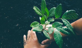 厚脸皮植物怎么养才壮（厚脸皮植物怎么养 科学方法是关键）