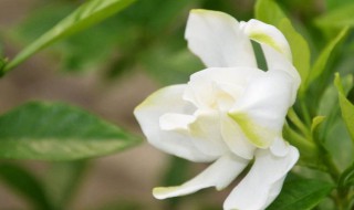 栀子花种子怎么催芽 栀子花种子怎么催芽视频