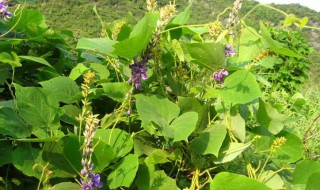 葛花和葛根有什么功效与作用 葛花和葛根的作用与功效