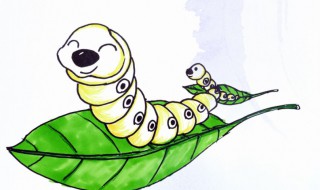 怎样养蚕 怎样养蚕蛹视频