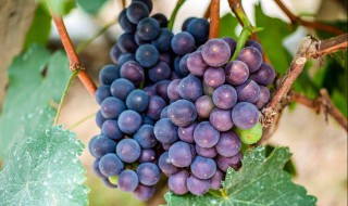 葡萄有什么营养和功效与作用（什么水果可以壮阳）