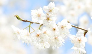 樱桃花怎么授粉（樱桃花怎么授粉视频）