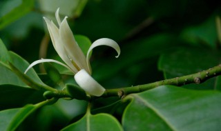 盆栽白兰花怎样换盆和施肥 盆栽白兰花怎样换盆和施肥视频