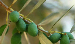 橄榄子有什么功效和作用 橄榄子有什么功效和作用及禁忌