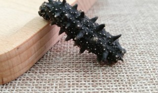 怎样挑选质量好的野生海参 如何挑选野生海参