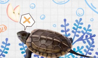 中华草龟可以深水养吗 中华草龟可以深水养吗中华草龟的图片找一下