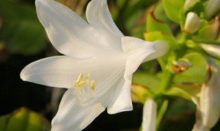 家里种白色的花可以吗 家种白色花不吉利吗