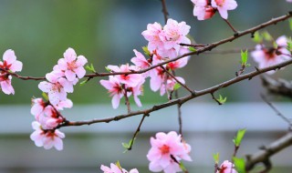 过年买什么鲜花放家里好 过年了买什么花放在家里