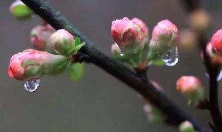 密密的春雨像什么 密密的春雨像什么一年级