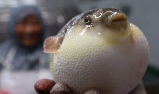 河豚鱼怎么饲养 河豚鱼怎么饲养的