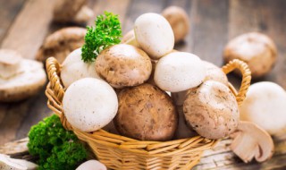 蘑菇和豆腐有毒吗 蘑菇和豆腐犯不犯相
