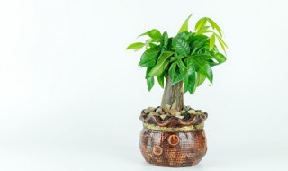 植物风水摆放禁忌 植物风水摆放禁忌有哪些