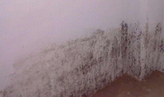 如何防止墙壁发霉 如何防止墙壁发霉变黑