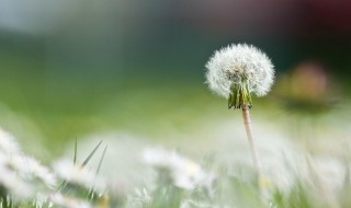 蒲公英菊花茶的做法是怎样的 蒲公英菊花茶怎么做