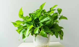 适合室内展示的绿色植物（适合室内展示的绿色植物图片）