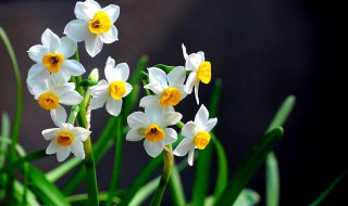 水仙花的简介 水仙花的简介与特点二百字