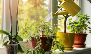 最适合室内的绿色植物 最适合室内的绿色植物有哪些