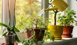 家用植物应该如何摆放 家庭植物摆放与风水