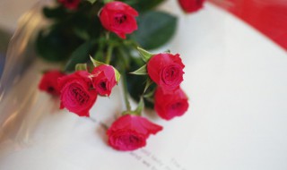 12朵玫瑰花的花语是什么 12朵玫瑰花的意义是什么