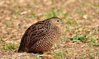 鹌鹑肉能吃吗 鹌鹑肉能吃吗宝宝吃好不好