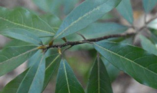 樟树属于什么植物它的茎叫作 樟树是什么茎植物