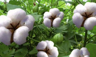 棉花种子怎么种 棉花种子怎么种?