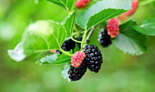 喝桑葚酒有什么注意事项 喝桑葚酒有什么注意事项吗