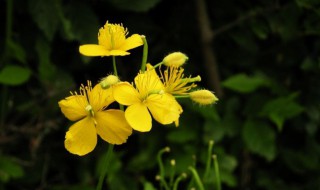 白屈菜属植物资料（白屈菜又名）