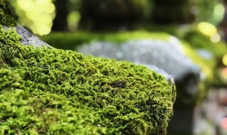 苔藓植物介绍（苔藓植物介绍资料）