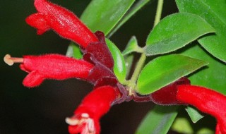 口红蜘蛛植物的花语是什么（口红花的花语是什么）