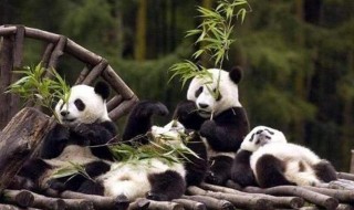 国宝大熊猫的生活习性 国宝大熊猫的生活特点