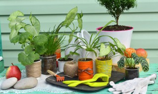 室内有哪些净化空气的植物 室内净化空气的植物排名
