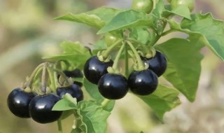 一种果实类似黑枸杞的植物 一种果实类似黑枸杞的植物是什么
