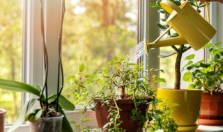 室内观叶植物简介 室内观叶植物大全