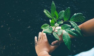 观叶植物的放置（观叶植物 室内）