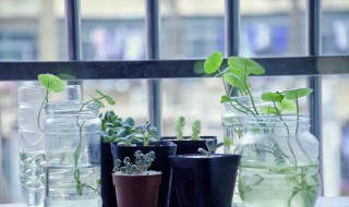 水培植物如何增氧 水培植物如何增氧处理
