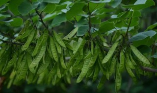 长得像扁豆但是有毒的植物是什么 长得像扁豆的是什么菜