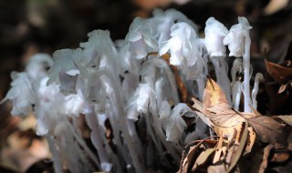 水晶兰的风水学应用 水晶兰是吉祥花吗