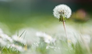 生活中怎样选购蒲公英 蒲公英要买什么样的