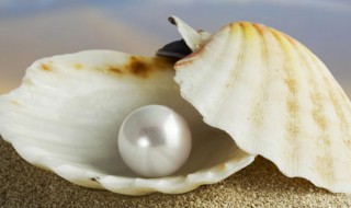 海水珍珠有哪些种类（海水珍珠有哪些种类图片）