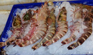 竹节虾怎么挑选和保存 竹节虾怎么挑选和保存的